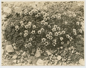 Image of Flowers- Purple Saxifrage